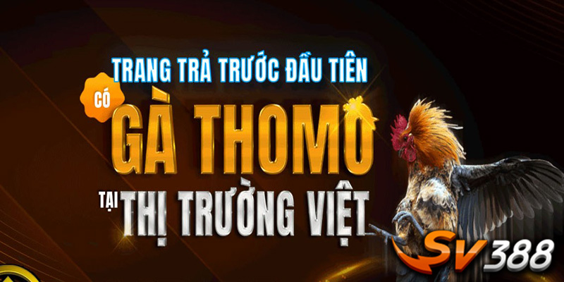 Lựa Chọn Chiến Thuật Chơi Phỏm Đổi Thưởng Phù Hợp